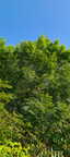 IMG-20240624-WA0015